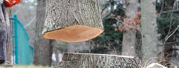 Professional Tree Care in Stansberry Lake, WA