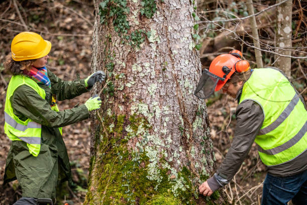 Tree and Shrub Care in Stansberry Lake, WA