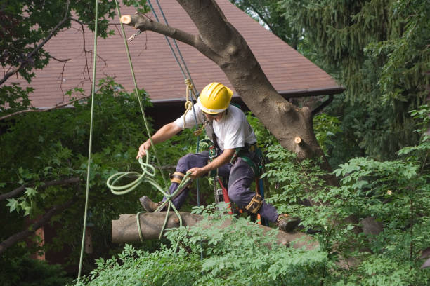 Best Hazardous Tree Removal  in Stansberry Lake, WA